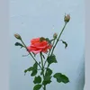 l.thng584
