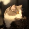 mioutheking.1