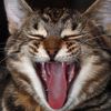 Naughty Cat