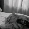 oseniy_mopsik