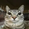 dlhnim