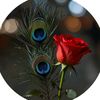 samiullah56474