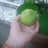 hannhucongoc