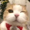 jin_gai101112