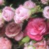 nqzz_xx20