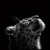 𝓛𝓮𝔂𝓵𝓪🐆