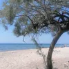 opetja814
