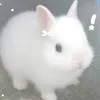 aurora_.tasii