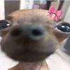 sammy.too.cutedwl