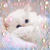 Кисонька-Мурысонька