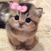 amee_qurratayni