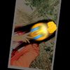 fatinfatin4