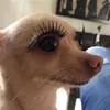 sjucapvippro