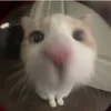 defnot_emaa5