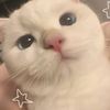 gemboo307