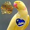 khan.wazeer990