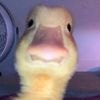 larytheduck