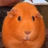 weewooooweewooo