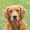 sirjimmywoof