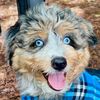 riverthedoodledawg