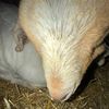 bob__goat
