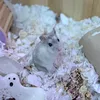 tuvas_spammz0