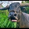innocentpoorboy