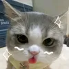 tnnguyn5877