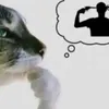 whiskassya