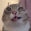 jeri_sigma