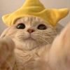 this_is_pika