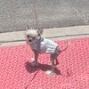 cherubthehairless