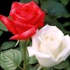 user9441074745424
