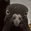 jude.050
