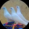 kabootar_baz77