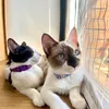 Pelusa & Lúa | Cat life 🐾