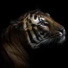 muhamed.sharafani