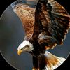 eaglebk04