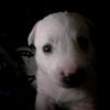 leonardo_p62