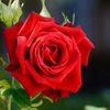 raneenabd1