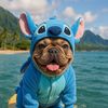 kiraly_the_frenchie