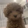 queowl7
