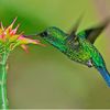emeraldhummingbir