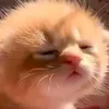 ryziebnhi