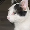 leamwel.atpn