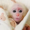MONKEY POKI 🐒