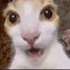 nyeeeel777