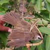 lanbird123