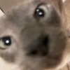 catsaresuperior.2