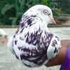 antor__pigeon__loft